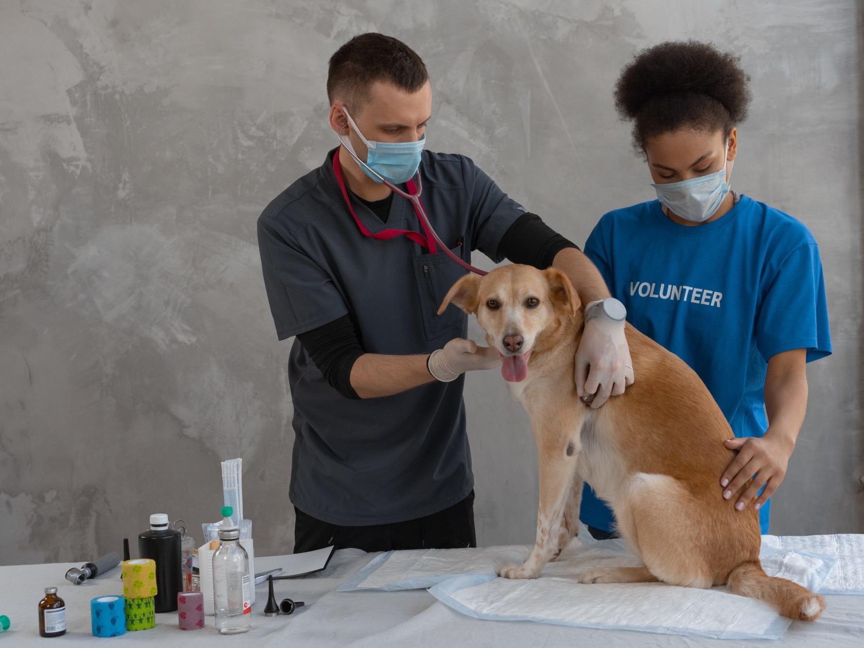 veterinarians with dog